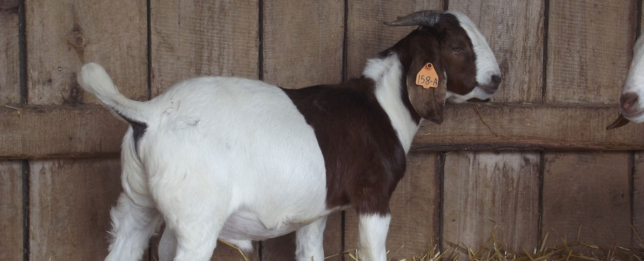 goat identification