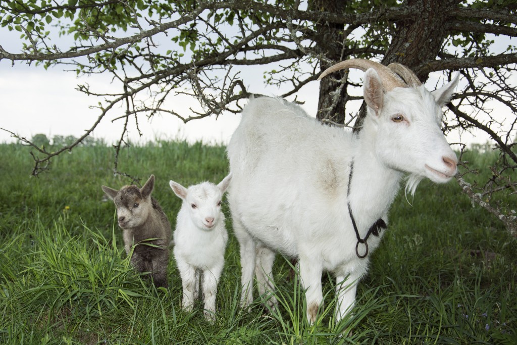 goat genetic evaluations