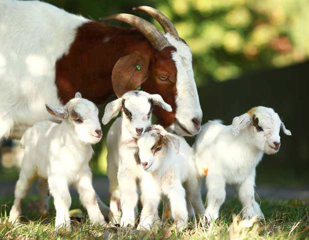 goat genetic evaluation