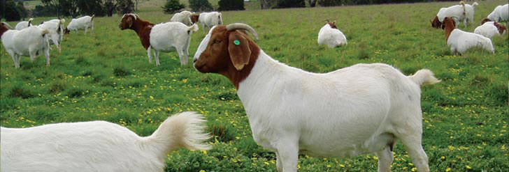 goat health management