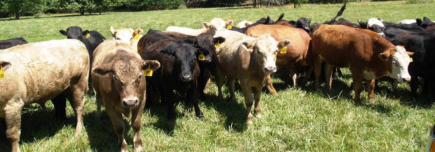 beef cattle identification