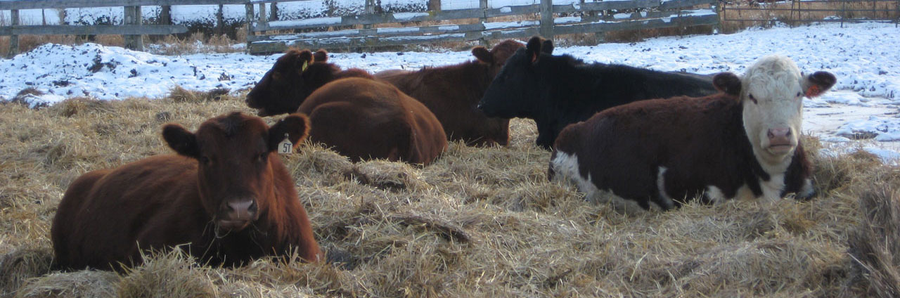 beef cattle health management
