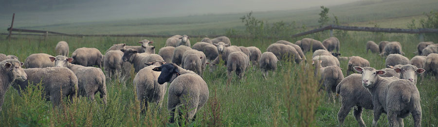 sheep identification