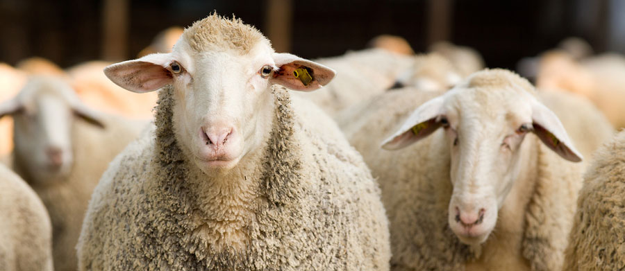 sheep genetic evaluations