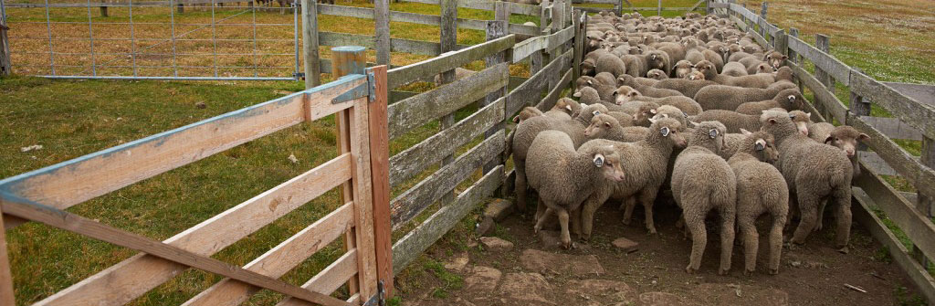 sheep tracking