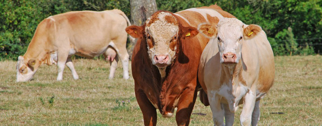 bull and heifer genetic evaluations