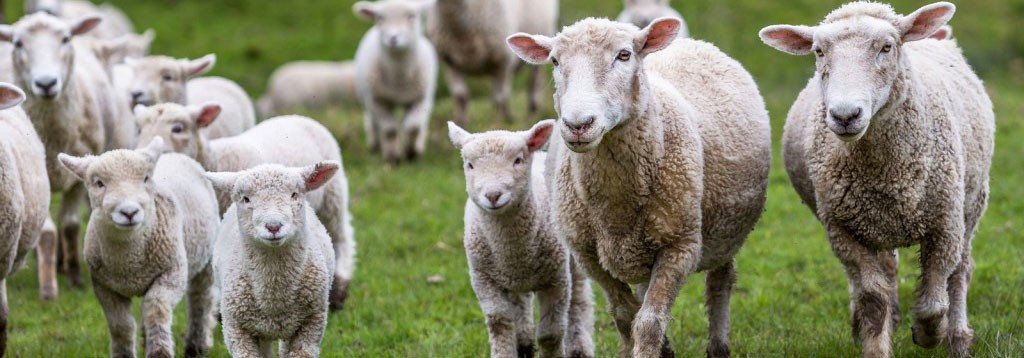Sheep Genetic Evaluations.